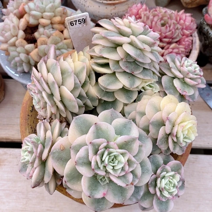 蜡牡丹锦 韩货精品