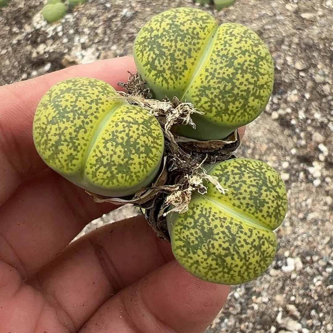 1890超美雪花纹1111111