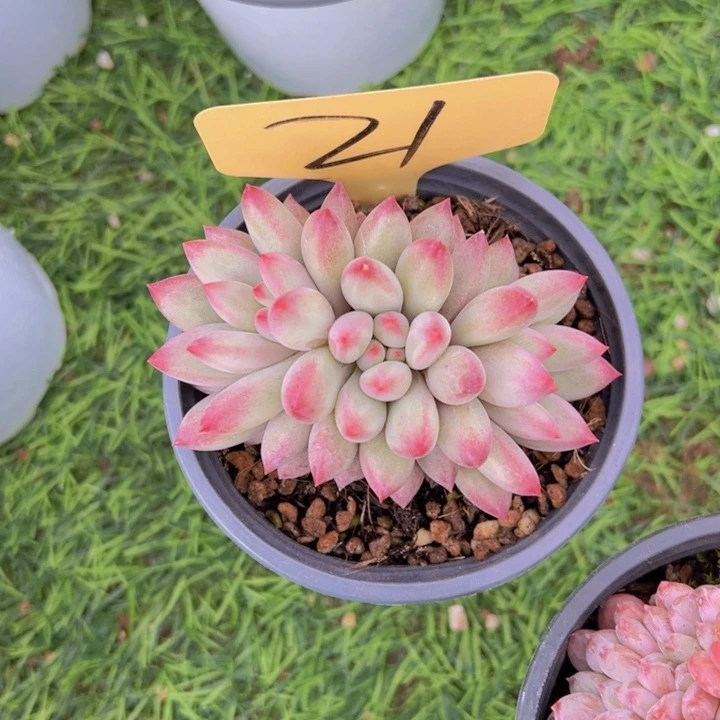 健健康康平平安安