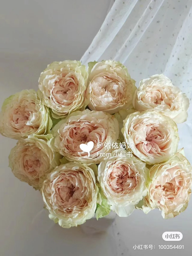 维多利亚婚礼中苗浓香月季