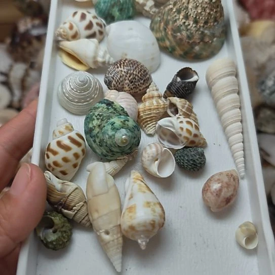 石材天然海螺贝壳寄居蟹替换壳