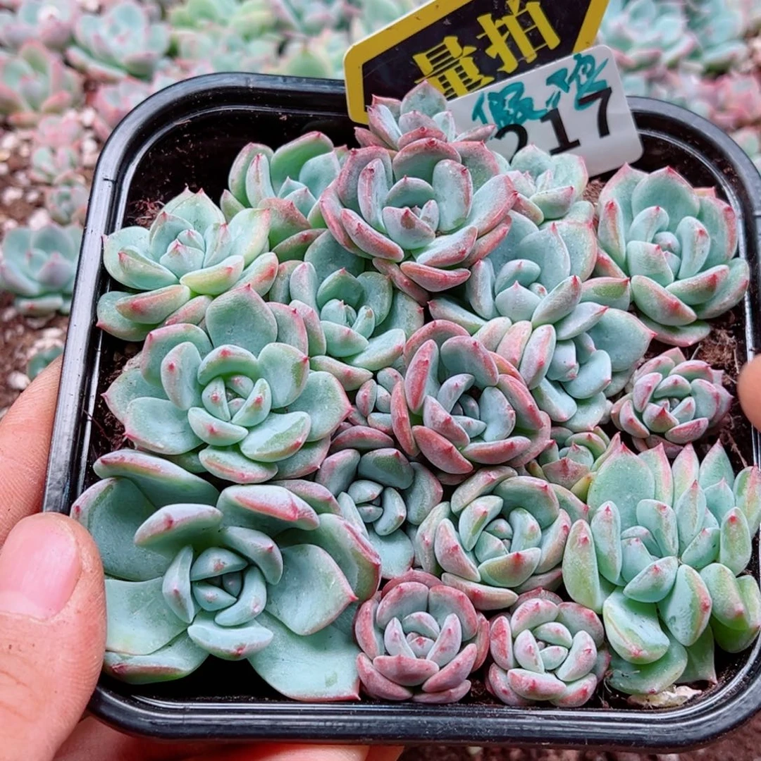 多肉植物多肉植物
