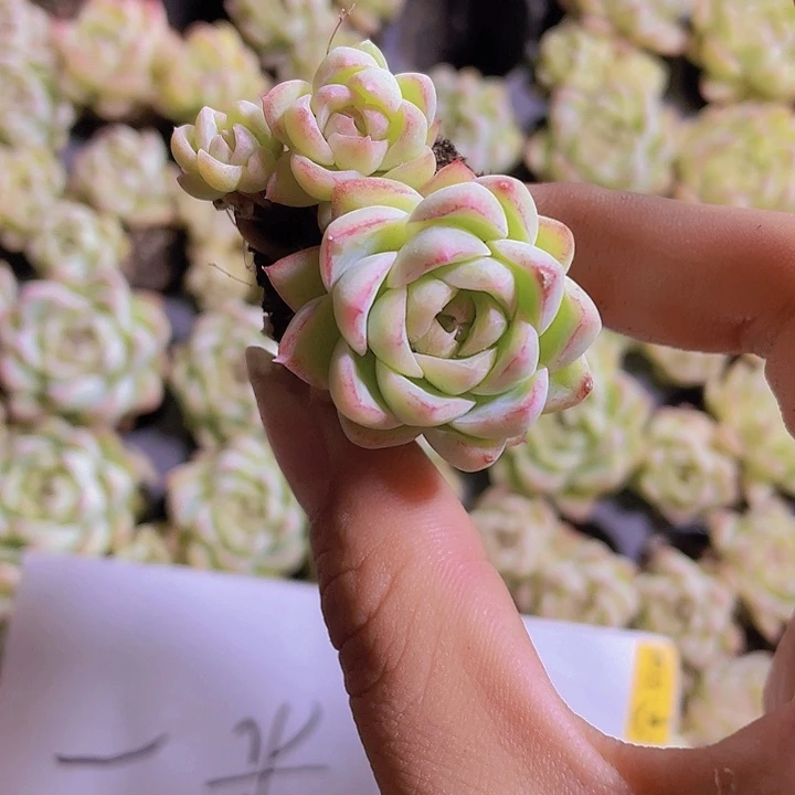 56精品红女王2颗一组