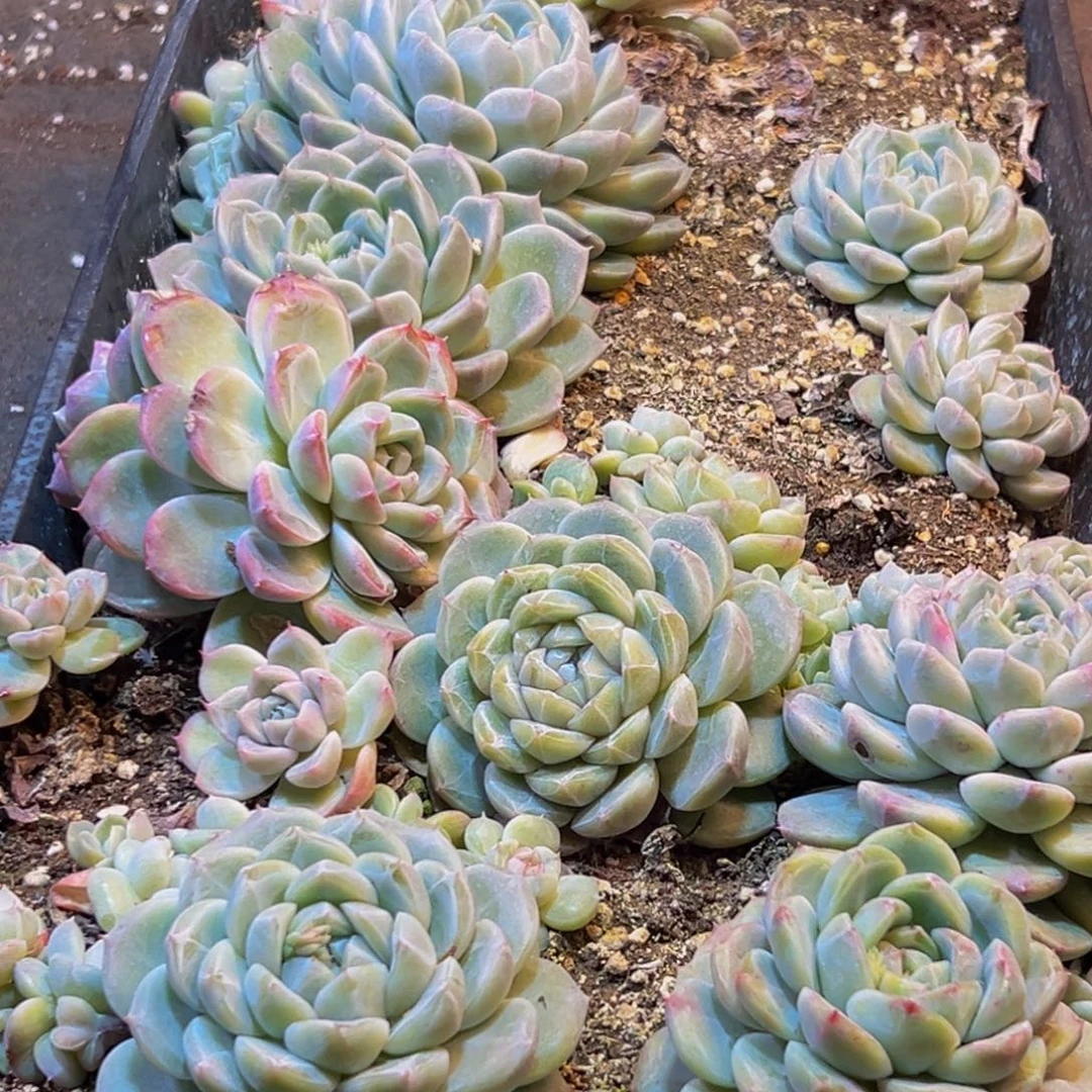 122多肉葡萄的味道是