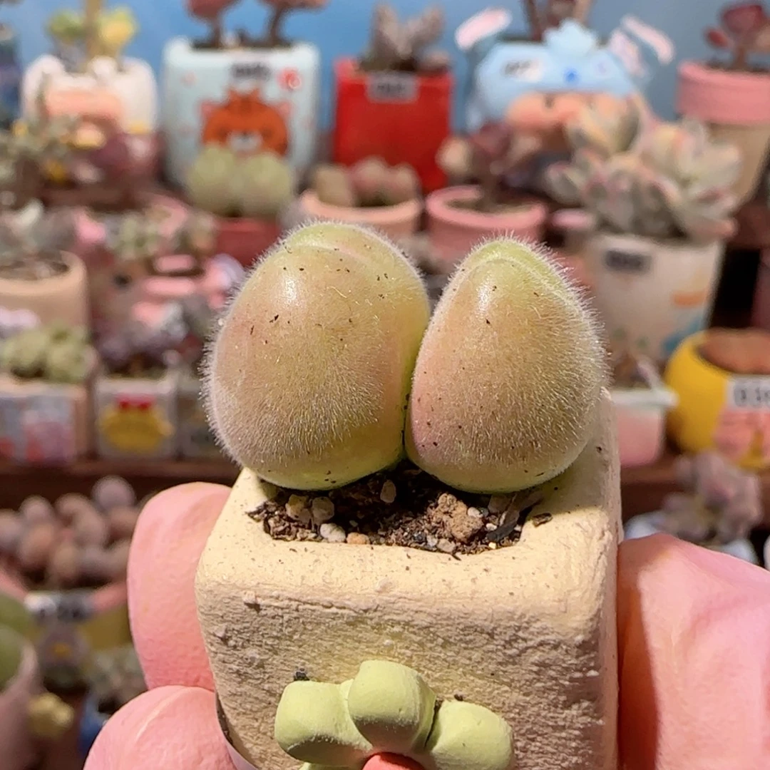 可爱毛翠 盆口1.8cm