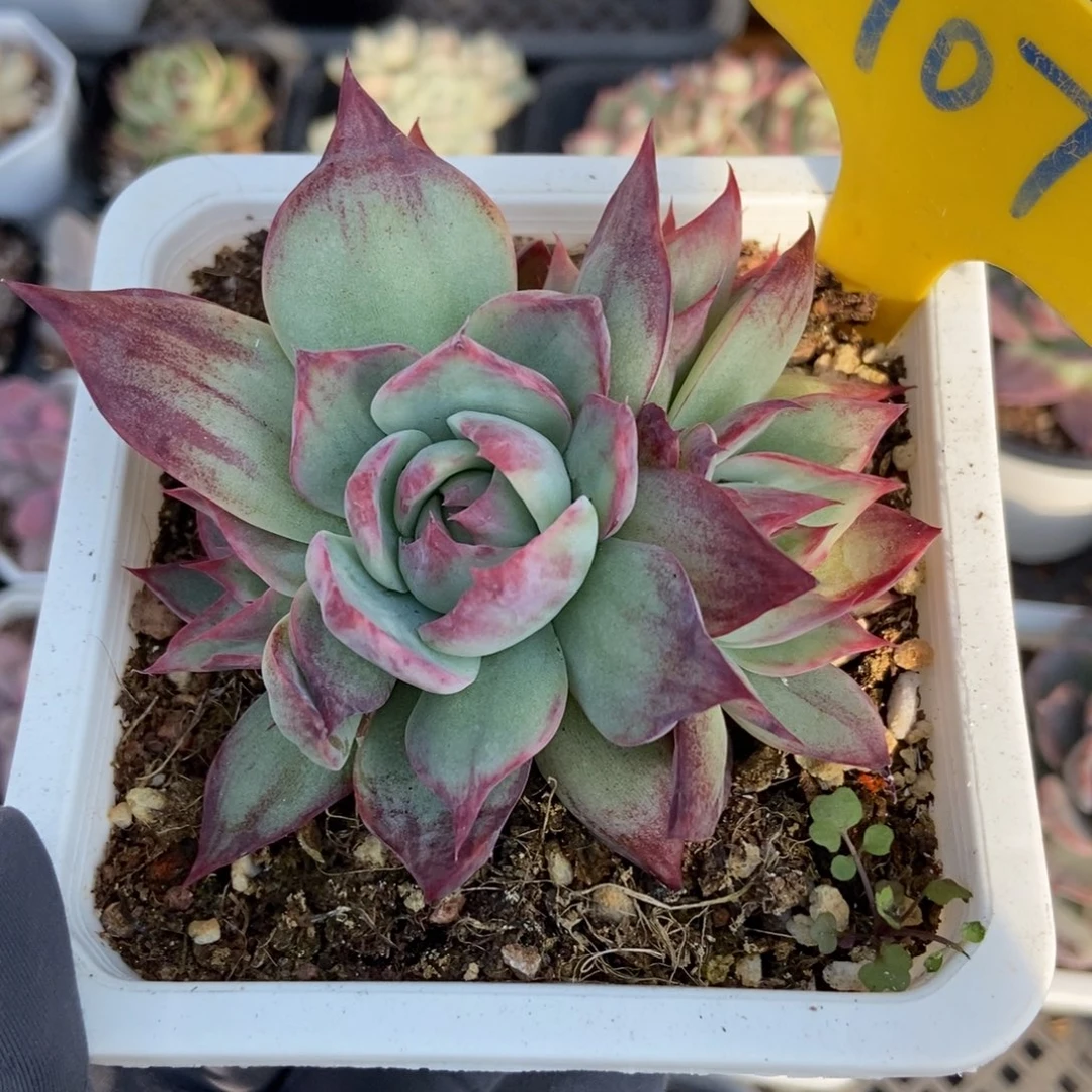 707惊鸿仙子多肉植物