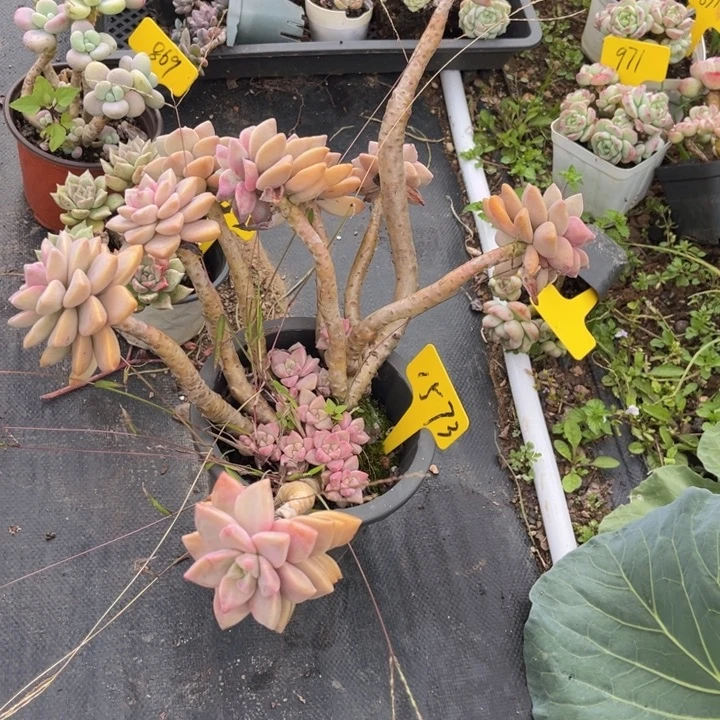 1573 0000000000088888