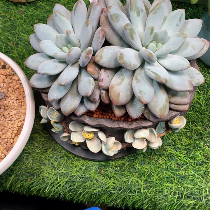 橙龙超大双头多肉