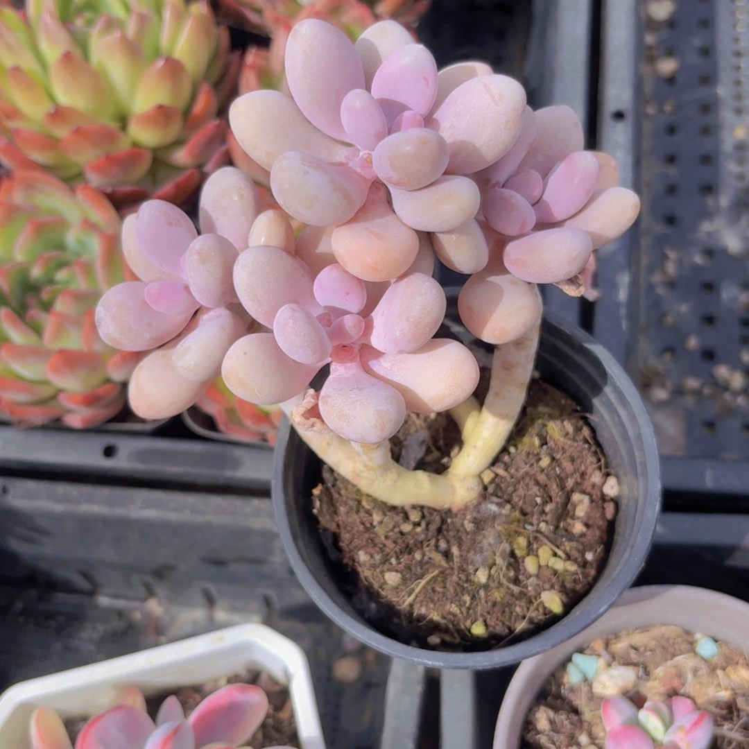 桃蛋多肉植物24.8