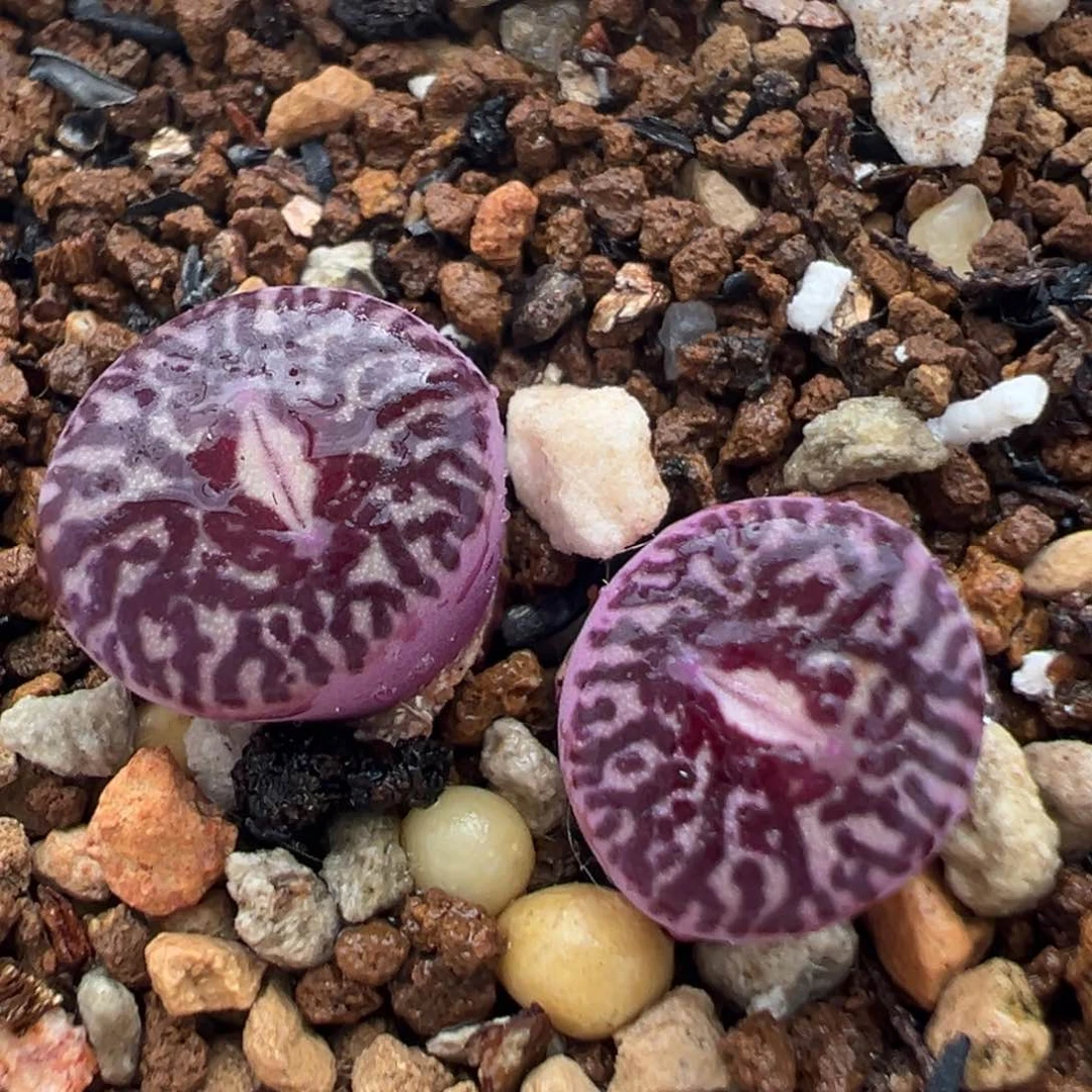 65多肉植物百科知识