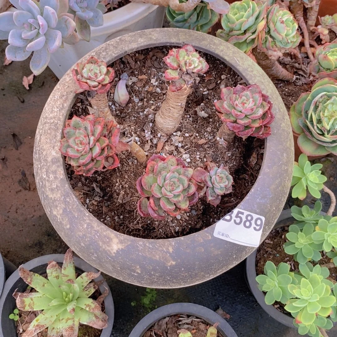 姜***️589泡芙老桩一物一拍