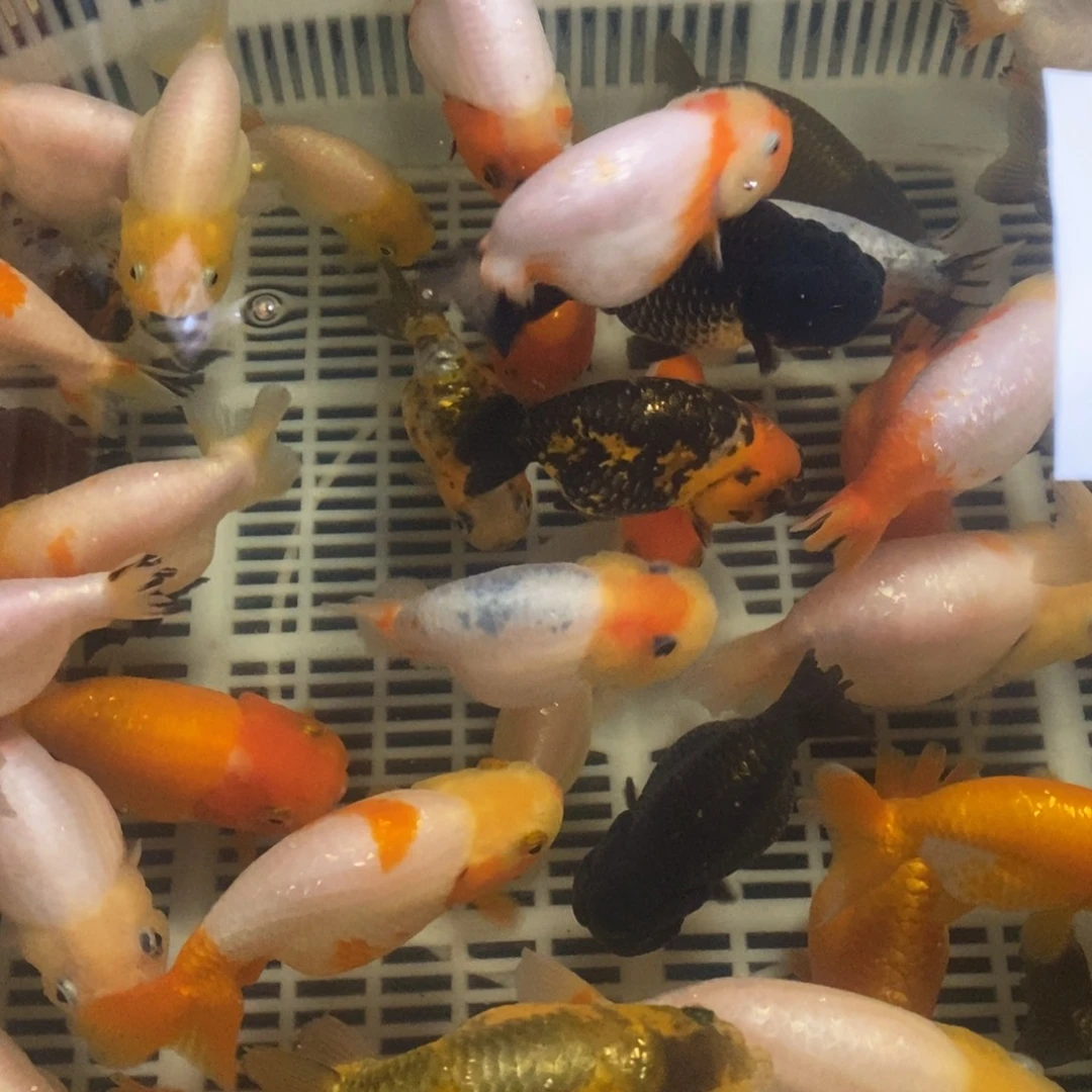金鱼随机三只包邮