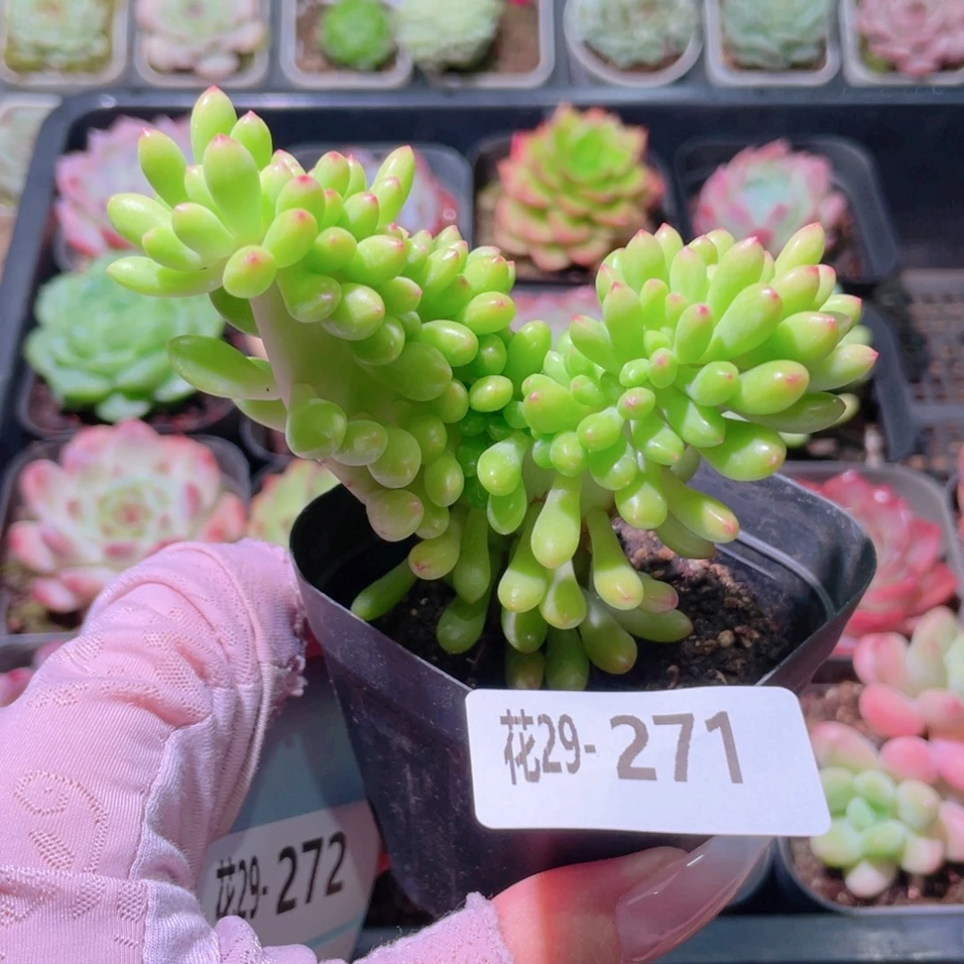 花利美29-271青松缀化