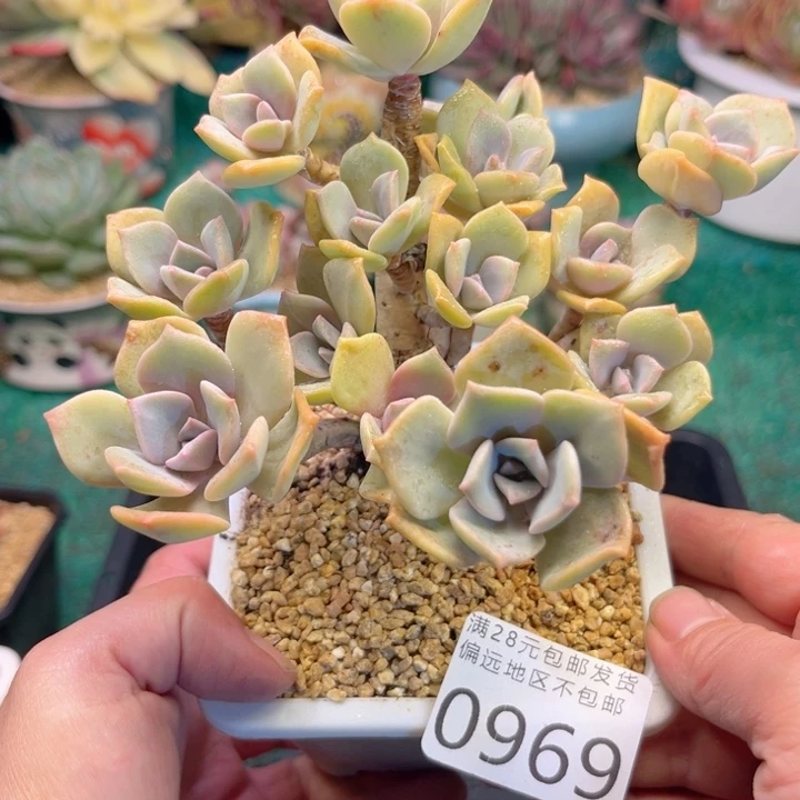 大0969:）xvfbhjjhgh