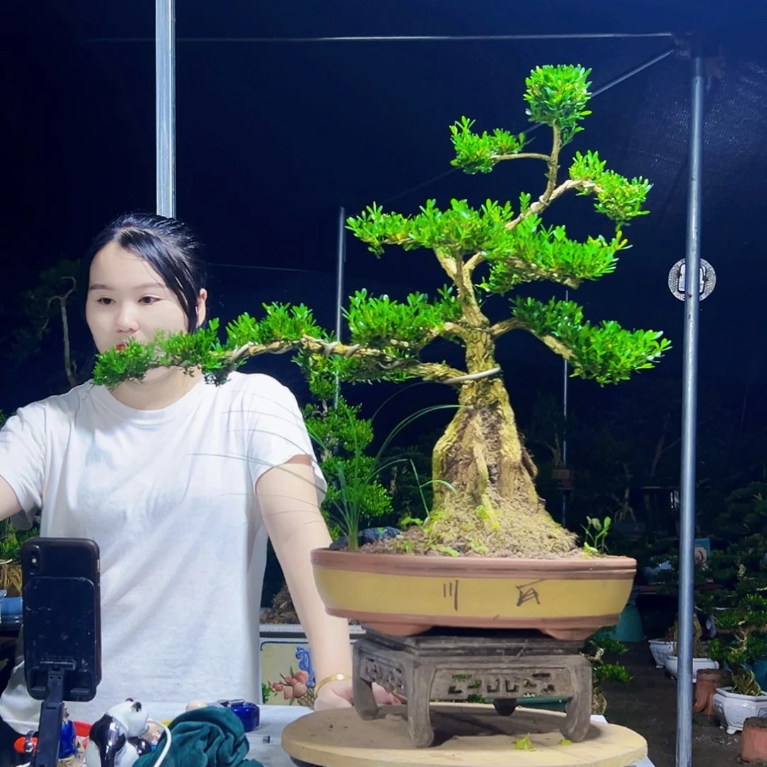 当前无花栽培后可以开花黄杨木