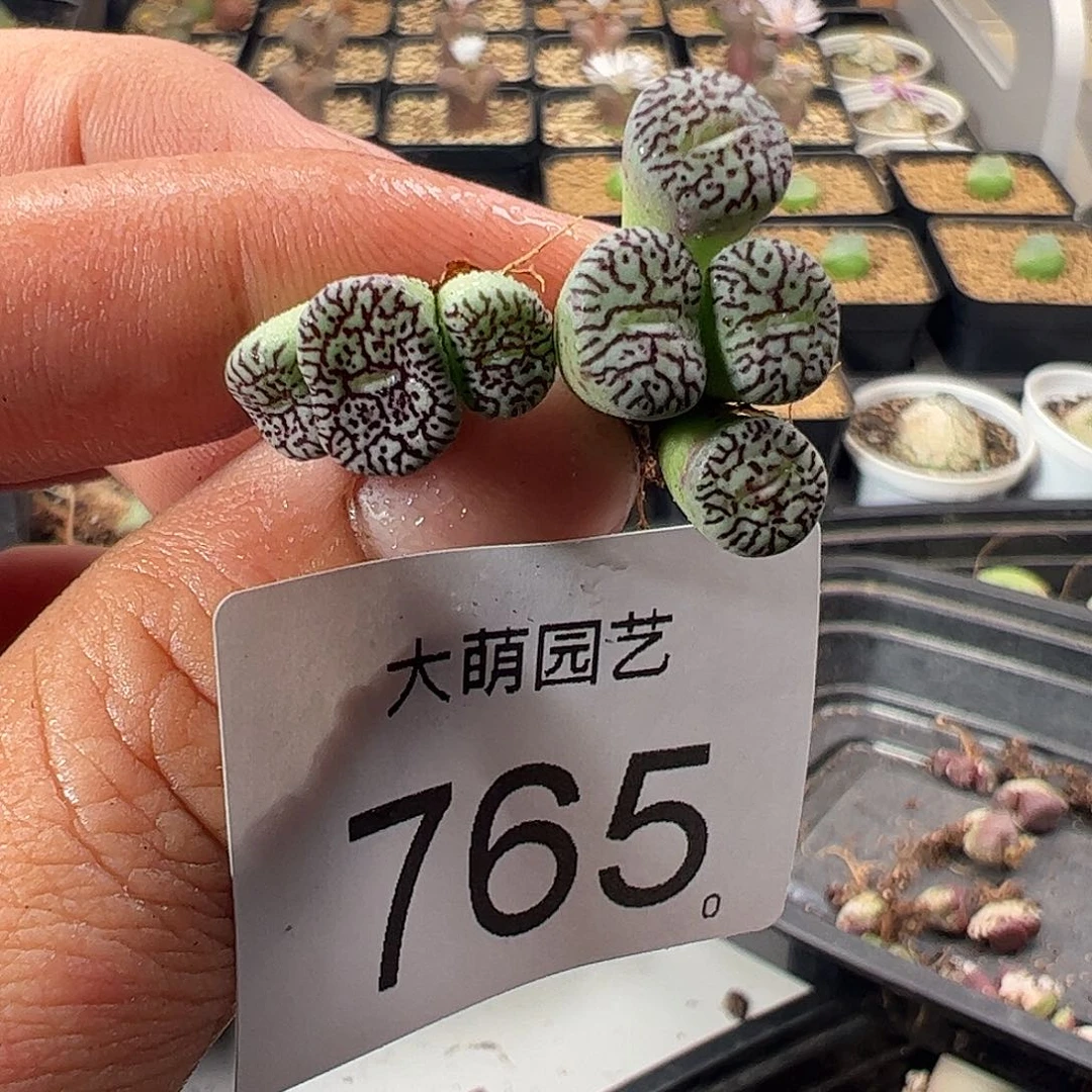 一物一拍。         765