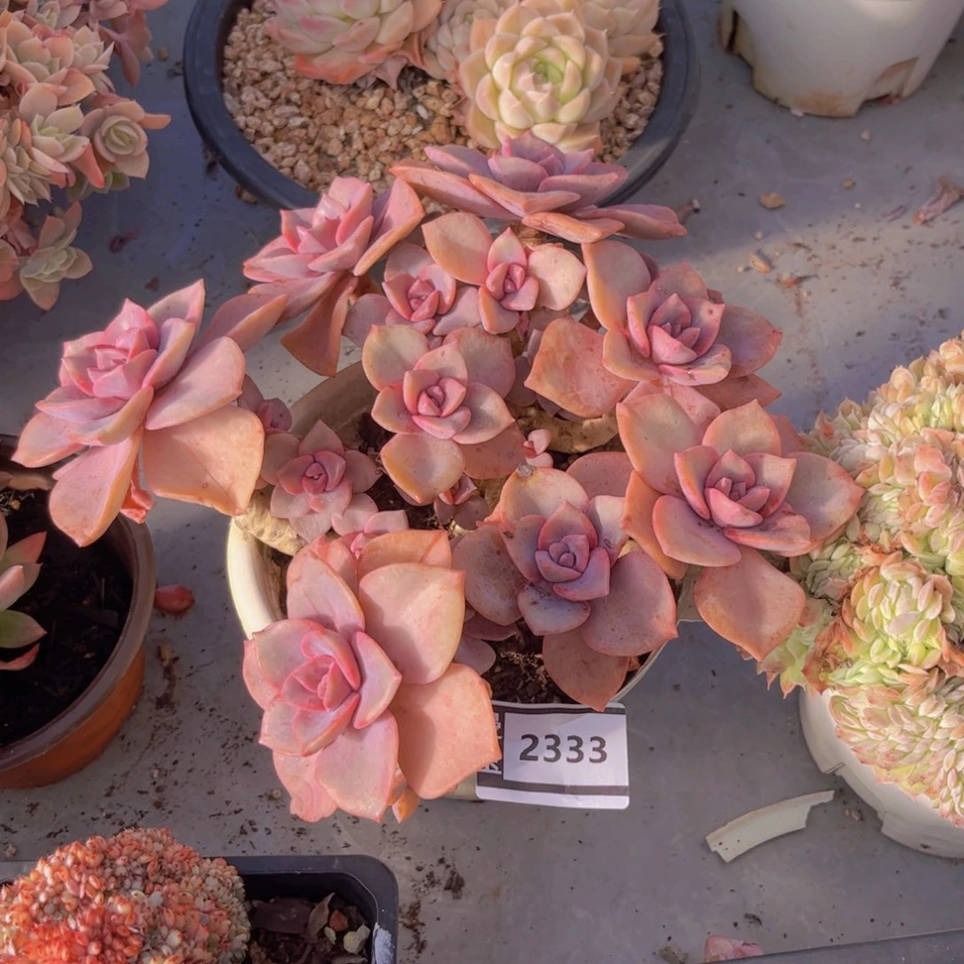 彩虹糖多肉植物2333