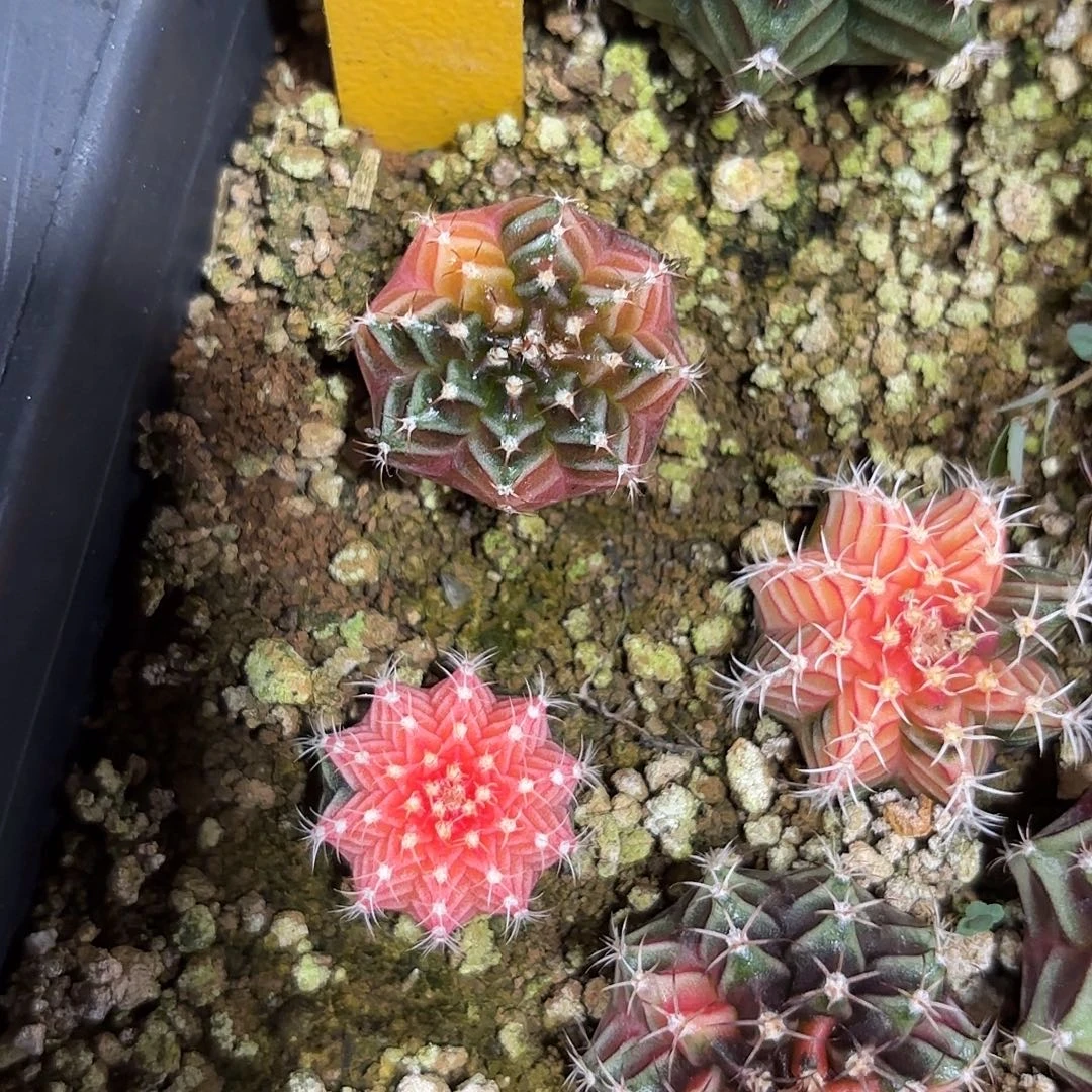 燚***爱335-1029泰国发货多肉