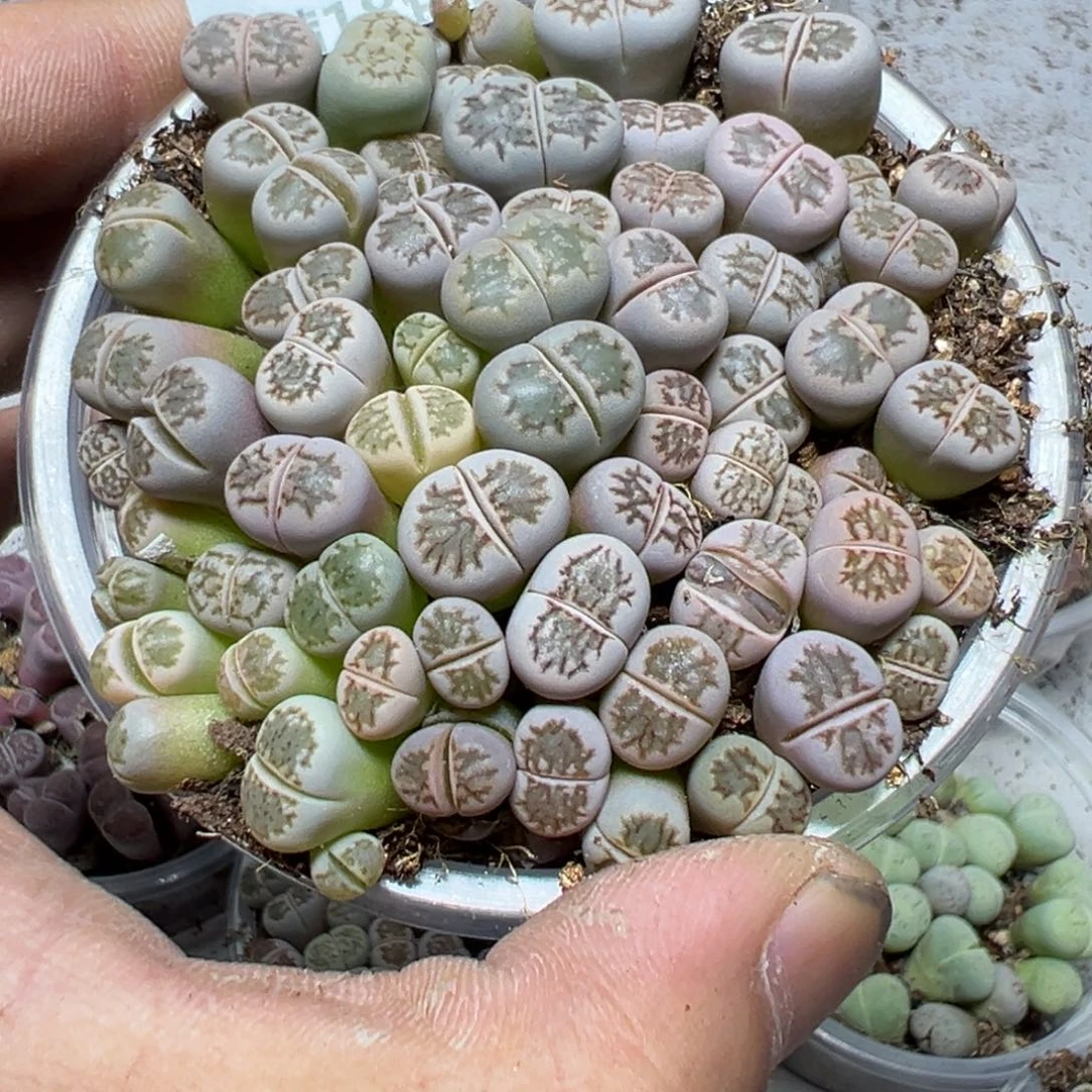 【闪购商品】 302。