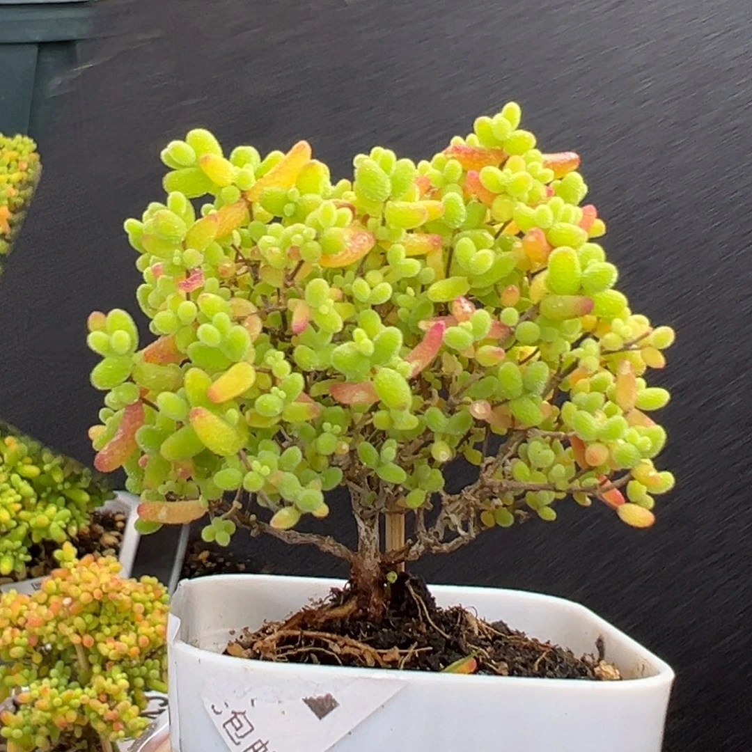 晴***栀dy3466小可爱蜜橘糖球冠幅6cm