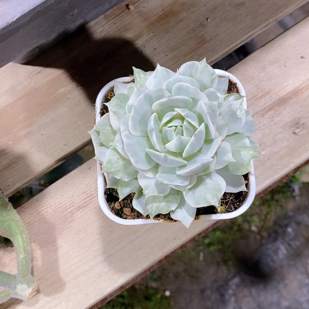 এ****露娜莲锦多肉植物老桩