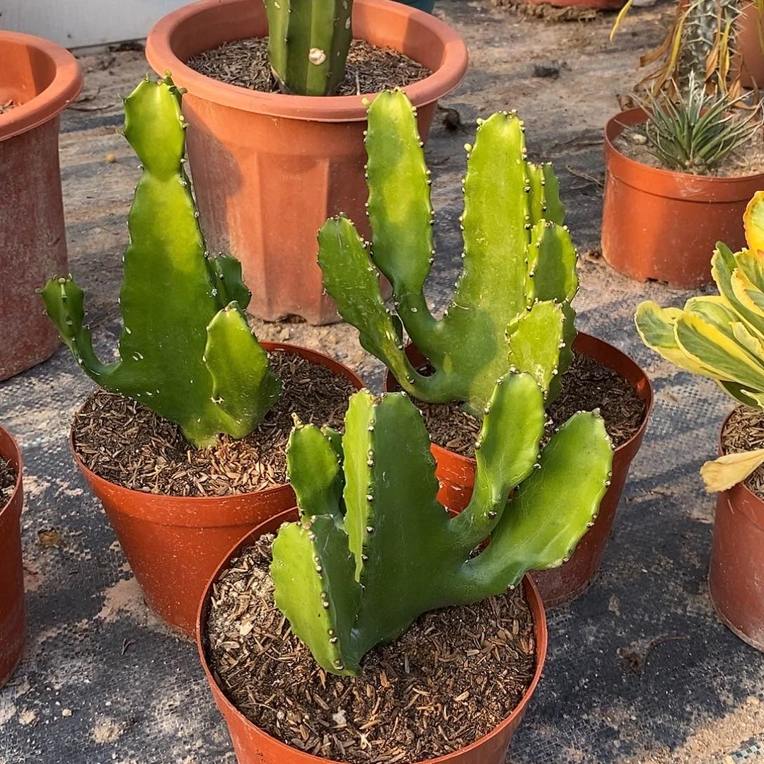 三角大戟一物一拍