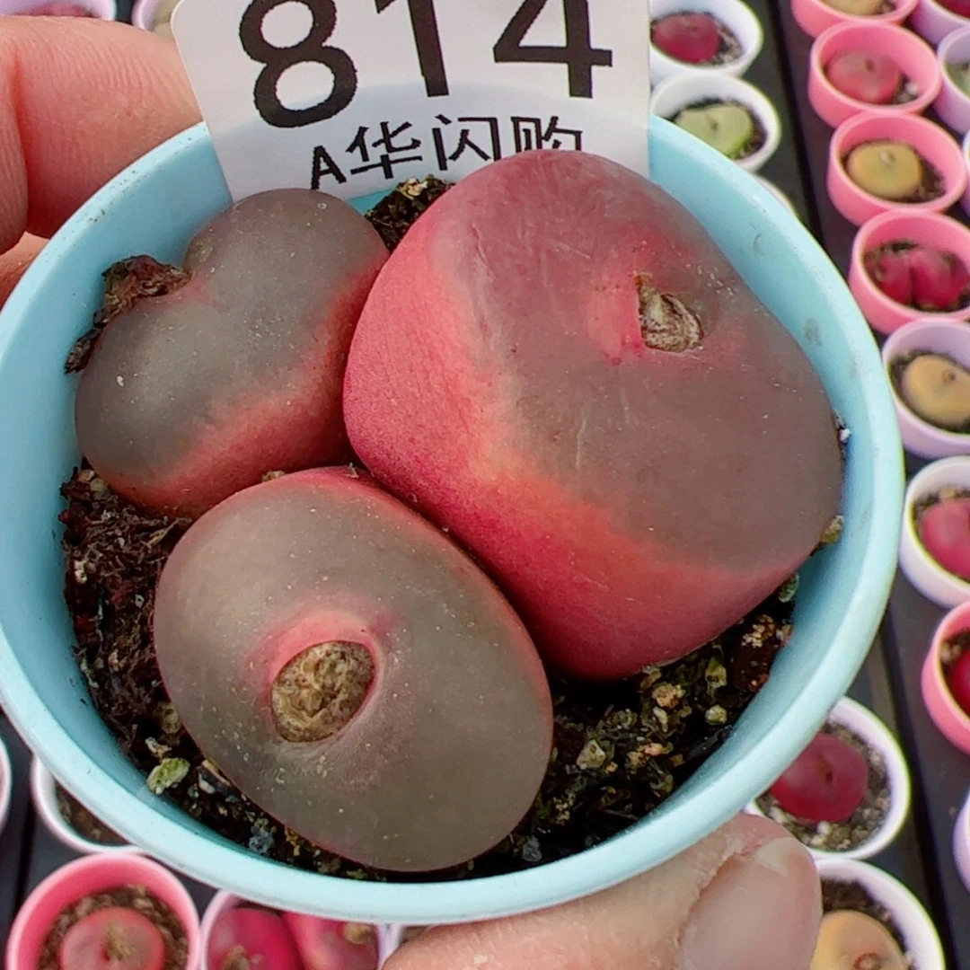 钮****花我很喜欢这个A814