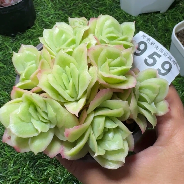 冰玫瑰锦         多肉植物