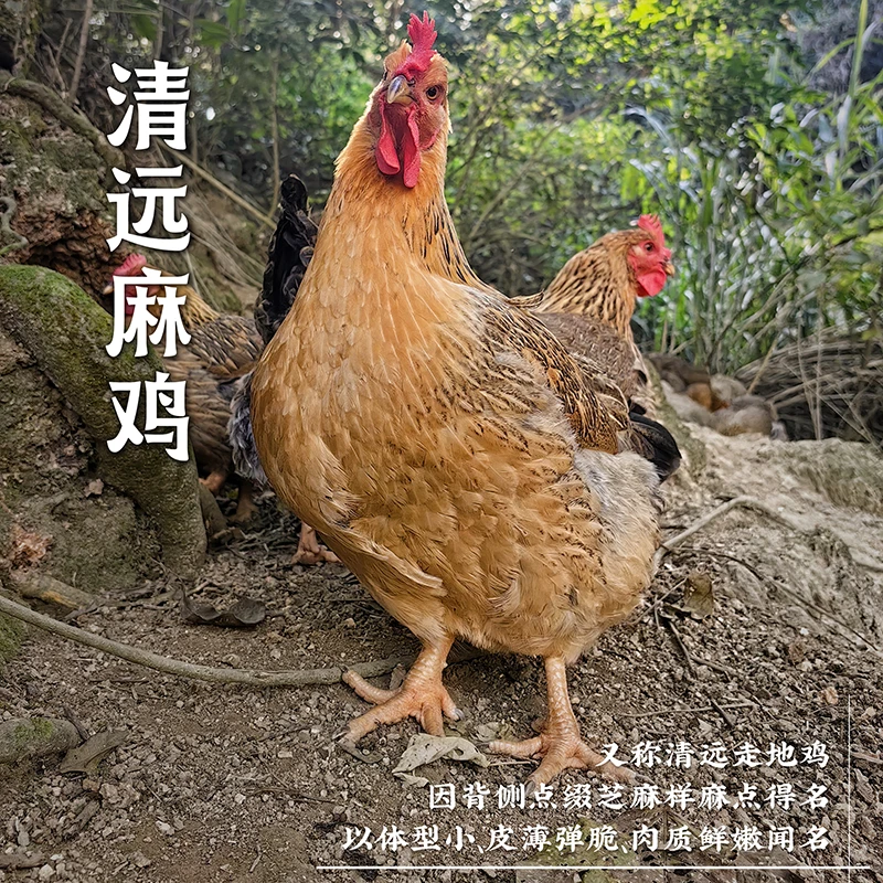 毛重6.5斤/养足200天散养杂粮母鸡—清远麻鸡（默认无内脏）顺丰包邮