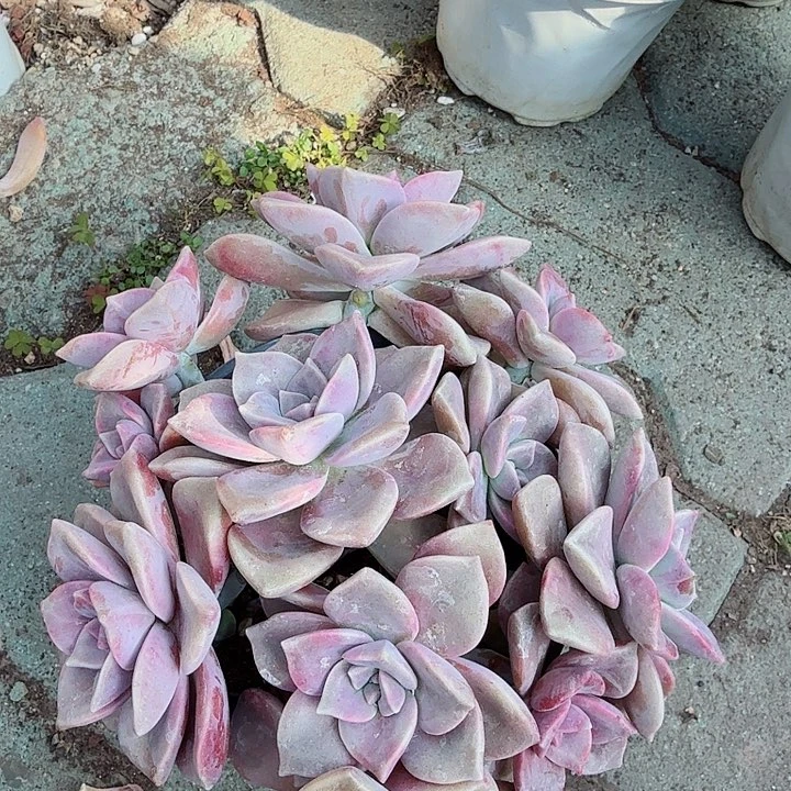 特价紫乐多肉植物