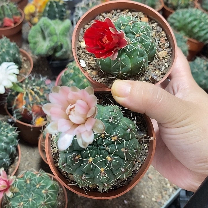 轻花蝶舞特殊粉加红原盆土花拿掉
