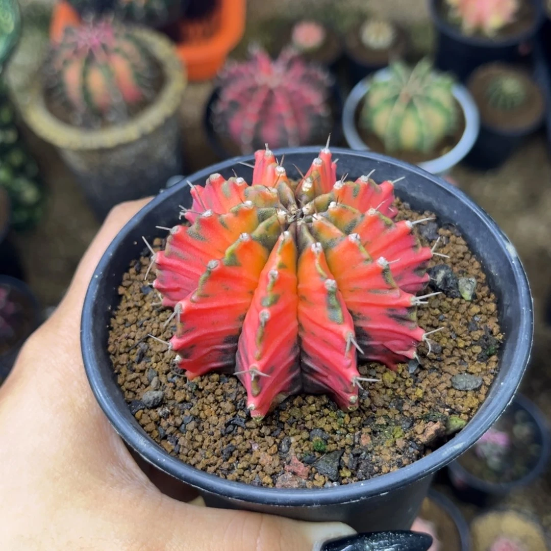 泰系橙红虎斑 实生 带盆土福利