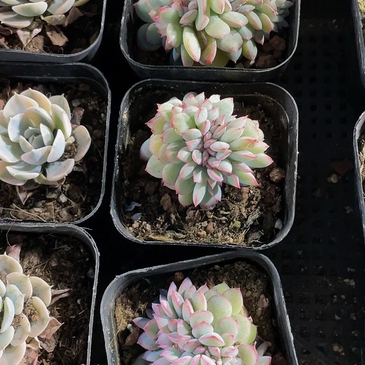 勇敢缀化带哦土发