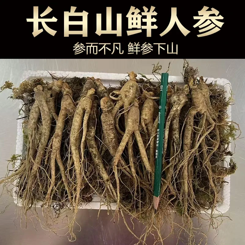 【小明正能量】长白山小鲜参小个头人参 新鲜泡水煲汤