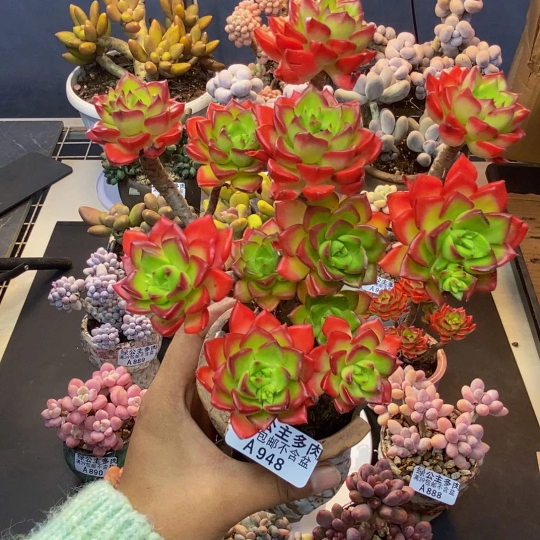 948蒂亚多肉肉13c m