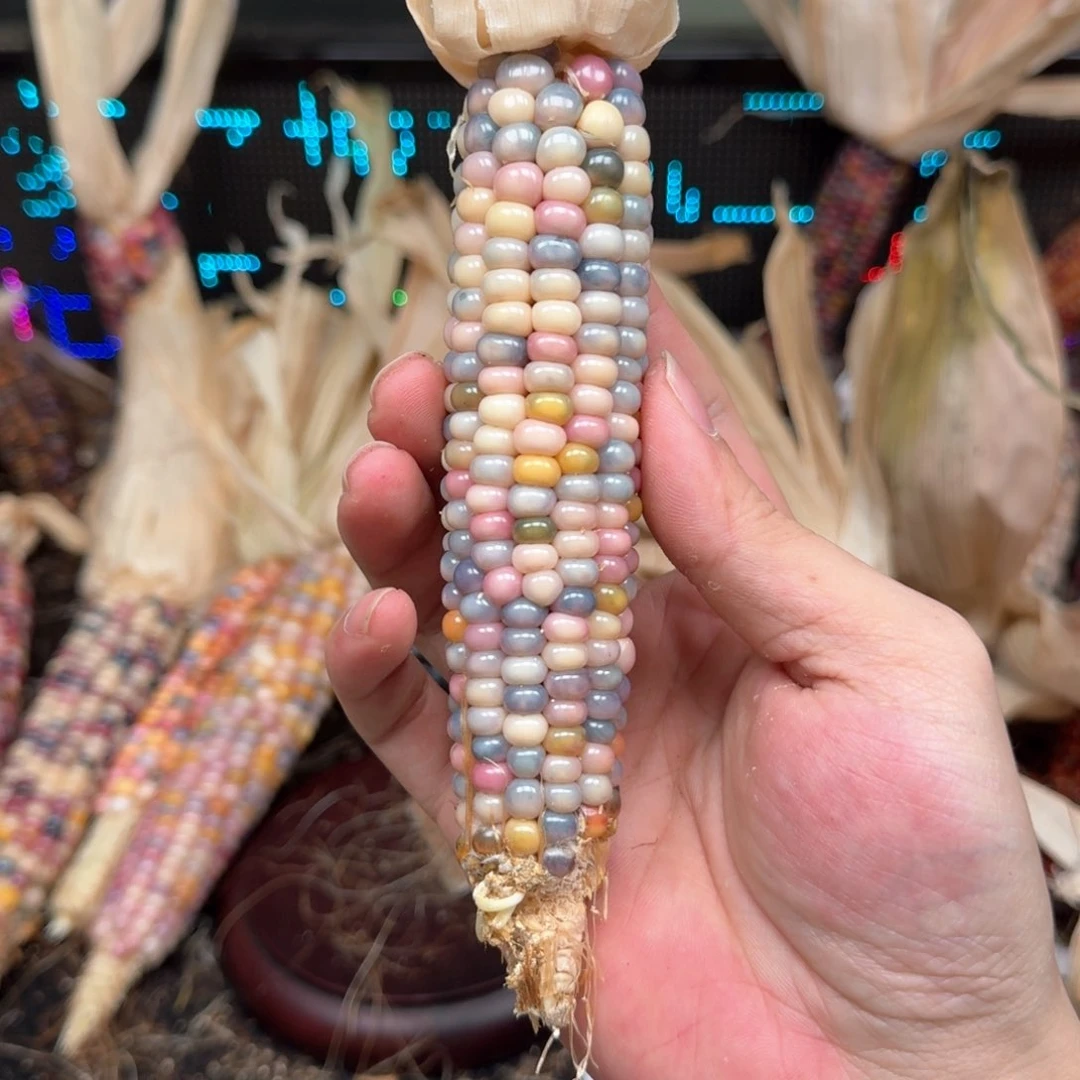 柏香籽/百香籽吊坠?****?