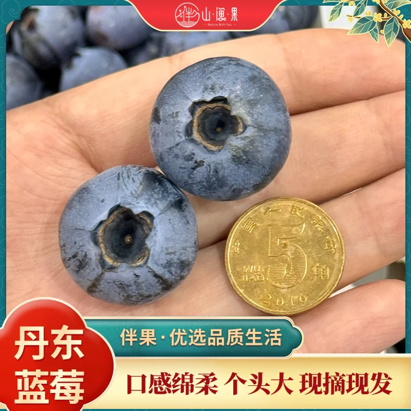 【现摘现发绵柔口感】丹东蓝莓特大果/大果20-24mm8甜2酸孕妇水果