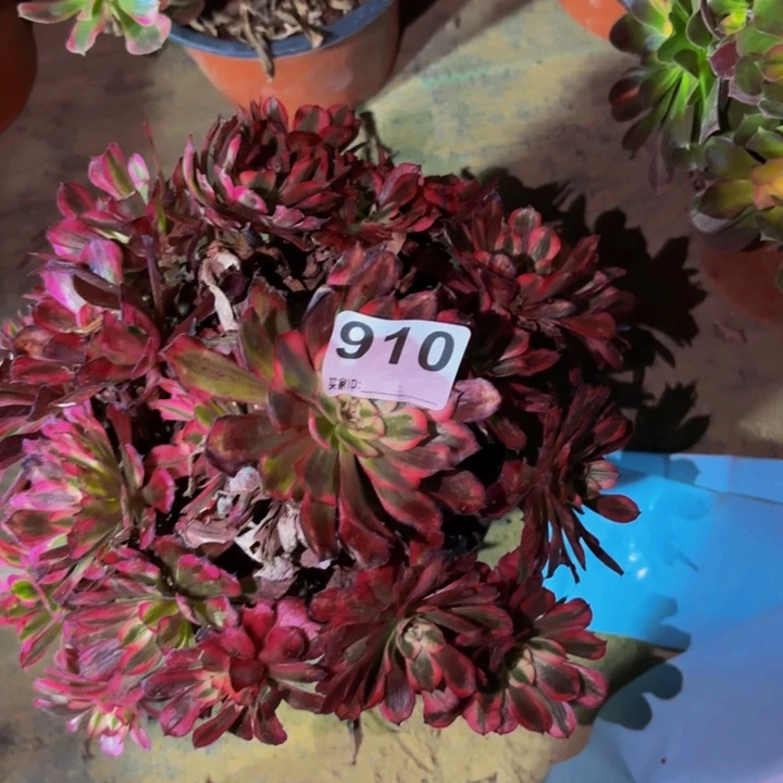 910多肉植物不售后