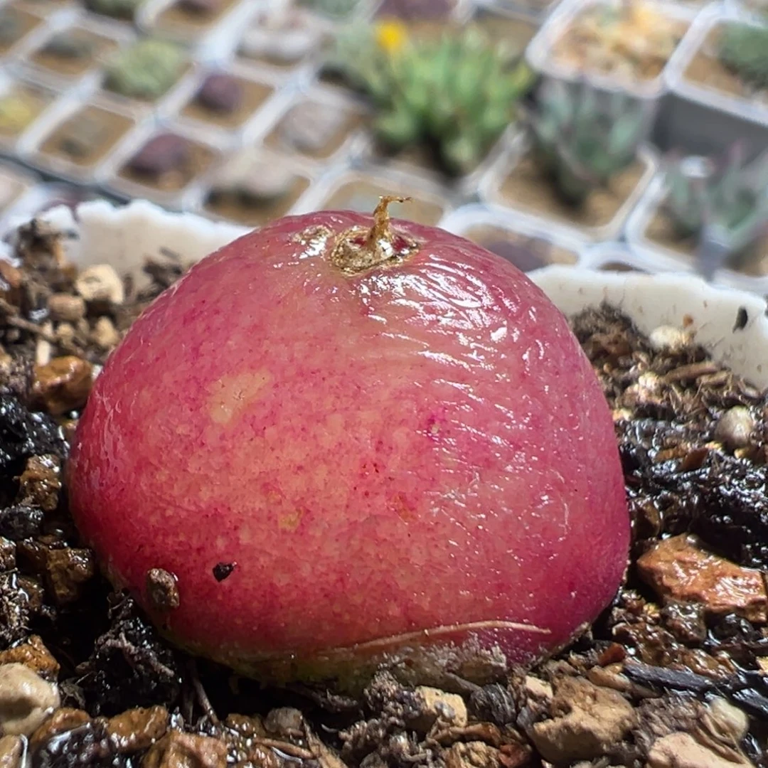 214多肉植物百科植物