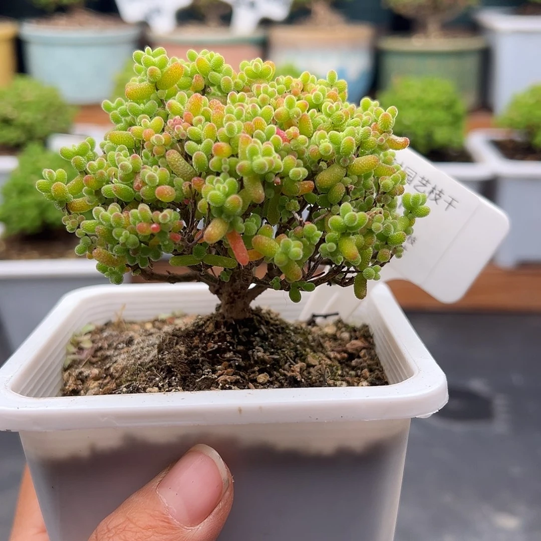 713号金桔糖球12.10多肉