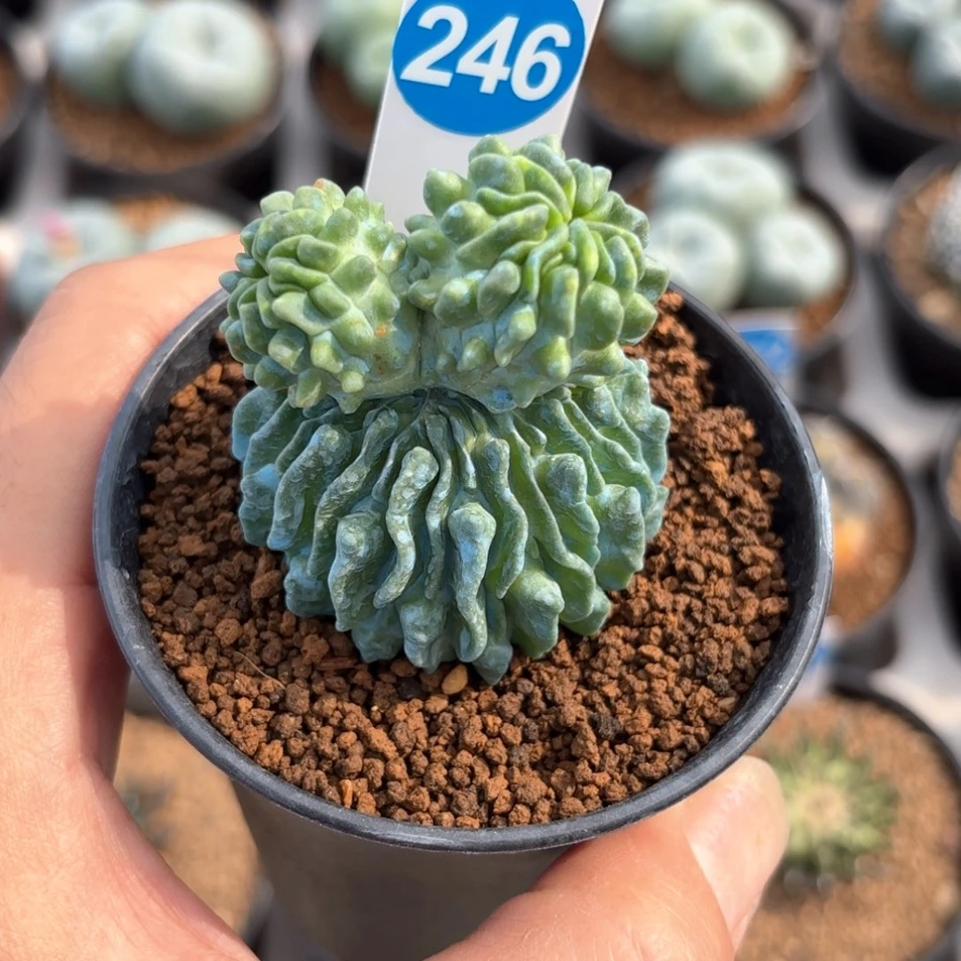 246球上球蝌蚪球带盆