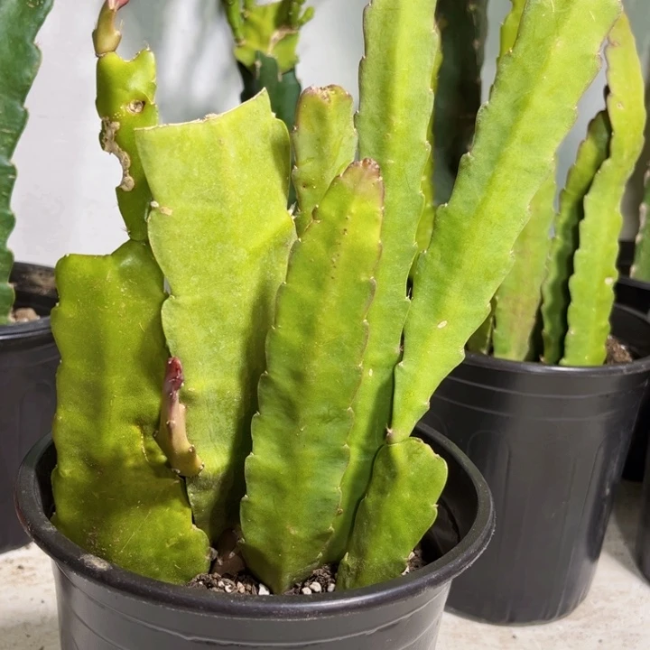 当前无花栽培后可以开花88