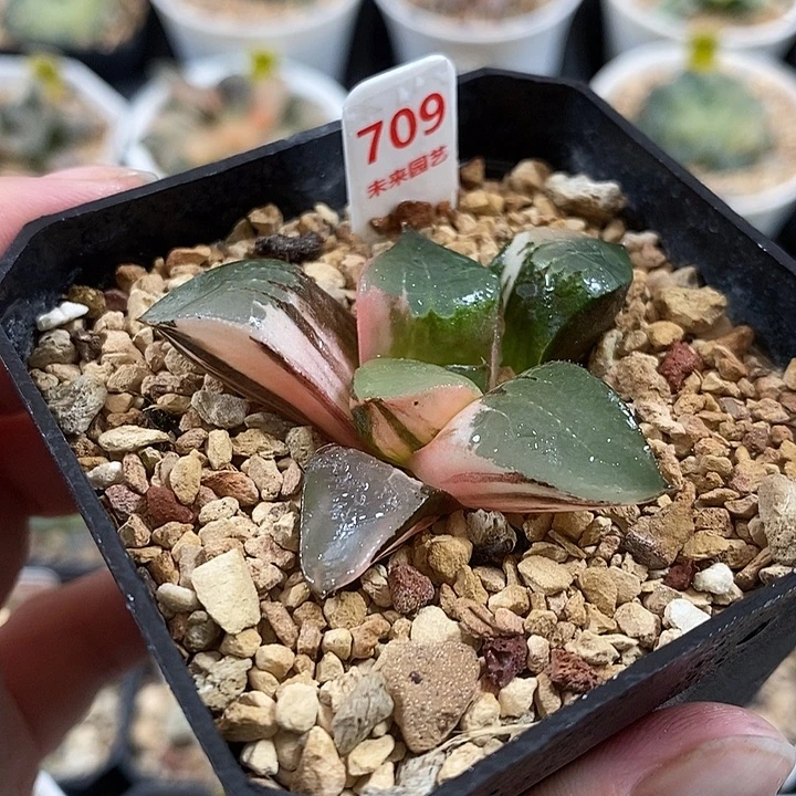 709龙禧克锦一物一拍