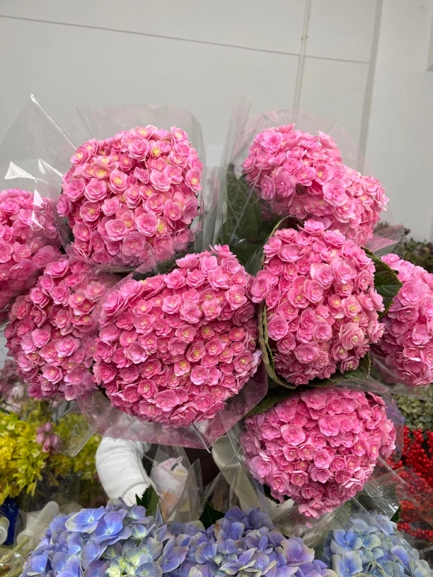 重瓣粉色绣球3支送1支（到手4支）10cm左右短腿