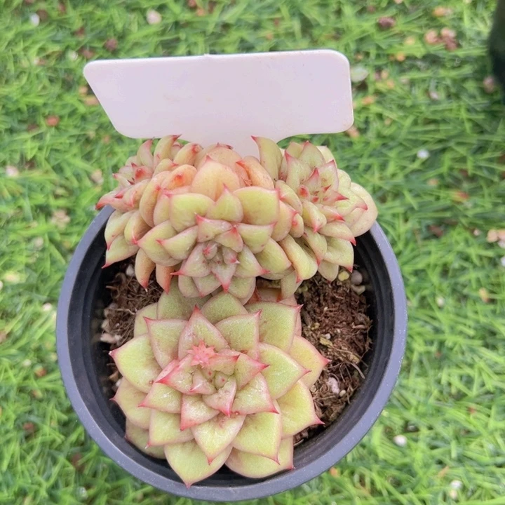 健健康康平平安安