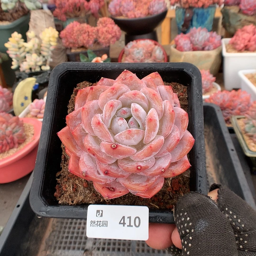 410玫瑰梦露多肉植物6666