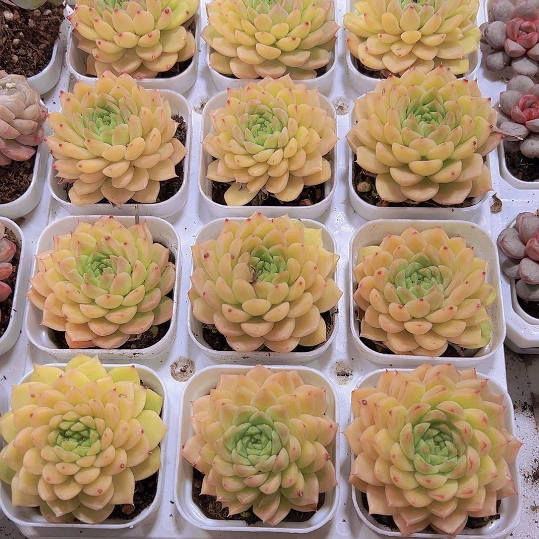 黄金麦杆19包油多肉