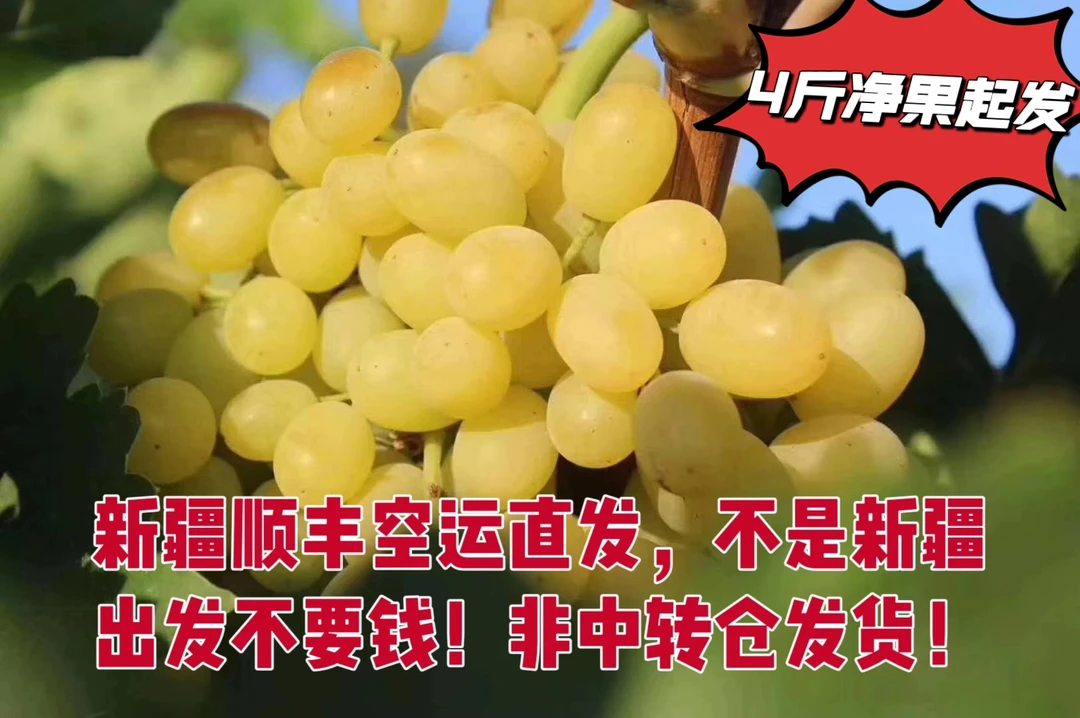 【顺丰空运】甜甜的无核白葡萄，新疆发货更正宗 皮薄无籽天生个头小