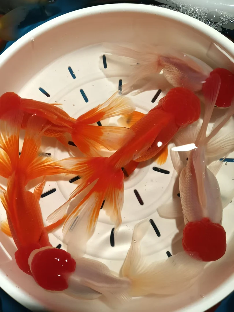 冷水观赏鱼鸿运当头国狮金鱼活体好养易活耐养淡水宠物鱼超萌好物