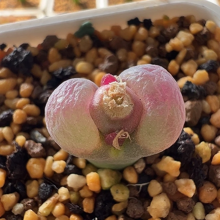 无花朵实生风铃玉38